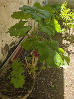 Rose tremiere - Alcea rosea (photo Mrugala F.)(2)
